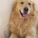 Dos mitos sobre los perros: no ven en blanco y negro y 7 años no equivalen a 1 humano