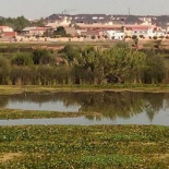 Badajoz se une para eliminar el nenúfar mexicano del Guadiana ante la "pasividad" de la Confederación