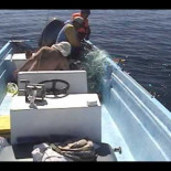 Una ballena da gracias por ser liberada de una red