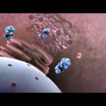 ¿Cómo ataca el virus de la gripe a tu cuerpo? [ENG]