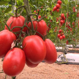 Una mirada bajo los plásticos