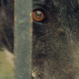 Ya puedes ver el documental "Febrero, el miedo de los galgos" gratis