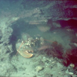 El pueblo sumergido de 8.000 años de antigüedad descubierto gracias a una langosta