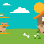 ¿Por qué adoptar una mascota en vez de comprar?