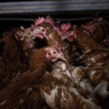 ¿Huevos ecológicos? ¡Y un huevo!