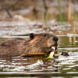 Visitando la presa de castores más grande del mundo [EN]