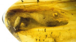 Encuentran un gecko atrapado en ámbar de hace 100 millones de años [ENG]