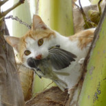 Los gatos asilvestrados, el azote de las especies amenazadas en las islas
