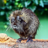 Vivir como un animal