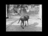 Redescubierta imágenes del extinto tigre de Tasmania en un viejo filme