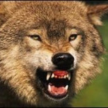 Chernóbil: La fauna adaptada a la radiación