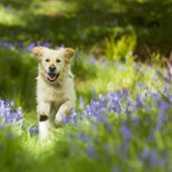 Perro travieso pillado destrozando casa [ENG]