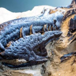 Encontrado el primer esqueleto completo de T-rex, enzarzado en una pelea con un Triceratops