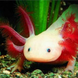 Salvemos al ajolote mexicano