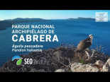Nueva cámara de SEOBirdLife nido de águila pescadora - P.N. Archipiélago de Cabrera