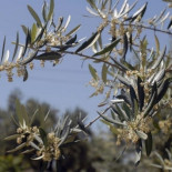 Detectado en la Comunitat Valenciana el primer brote de Xylella Fastidiosa en la Península