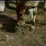 Herbívoros que comen animales