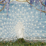 Sobre pavos reales blancos (albinos o no)