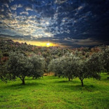 Andalucía se queda sin aceite