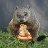 Premios Ig Nobel 2019