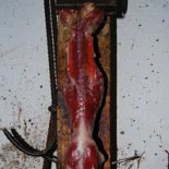 La matanza de visones, al descubierto: los gasean con el tubo de escape de un tractor