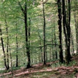 Los bosques españoles están abandonados, según los ingenieros forestales