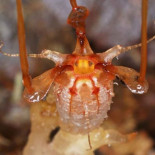 Esta extraña planta subterránea reaparece 150 años después de ser descubierta