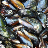 Mejillones, almejas y berberechos de las rías gallegas, potenciales transmisores de hepatitis E a humanos