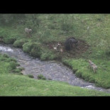Un oso y tres lobos se disputan un ciervo muerto en el Parque Natural de Somiedo
