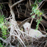 Descubren un cachorro de león blanco