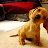 ¿Por qué los perros giran la cabeza cuando les hablamos?