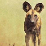 Fotografías compuestas con tantos píxeles como animales que quedan de cada especie