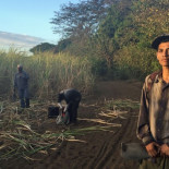 Aquí mueren los trabajadores del azucar de insuficiencia renal