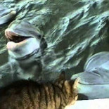 Gato y delfín jugando juntos