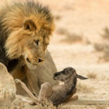 Las fotos de naturaleza más conmovedoras del año