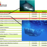 Según la Junta, en Castilla y León hay ballenas