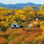 El florecimiento de los Guayacanes en Zapotillo una cita obligada
