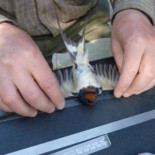 Las golondrinas de Chernóbil tienen mayor capacidad para defenderse de las bacterias