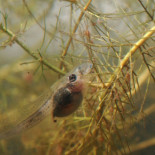 Los renacuajos de Doñana no reconocen al cangrejo rojo americano (especie introducida) como depredador