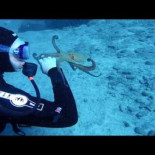 Momento mágico entre un cariñoso pulpo y una submarinista en Tenerife
