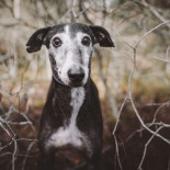 Perros que no valen ni una bala - Los ahorcan o los queman vivos en España (FIN)