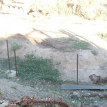 El supuesto ataque de buitres en Aragón fue obra de cánidos