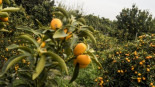 El espectacular huerto de Vicente Todolí con 400 variedades de cítricos raros