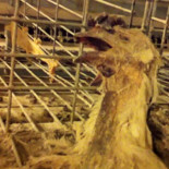 Nueva investigación revela una vez más las horribles condiciones en las granjas intensivas de huevos