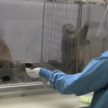 Gracioso experimento con monos