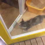 ¡Ábreme la puerta, humano!