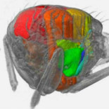 Filman el asombroso interior de una mosca mientras vuela