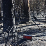 "Mientras el fuego sea negocio, seguirán los incendios"
