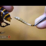 Avispa gigante con un parásito dentro de su cuerpo