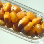 WikiLeaks: EEUU propuso guerra comercial contra países opuestos a transgénicos de Monsanto [ENG]